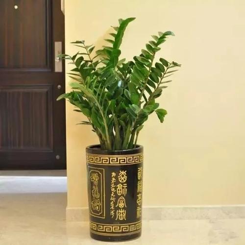 人丁兴旺的家居风水植物有哪些