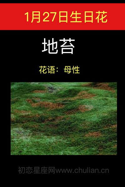 1月27日生日花语:地苔