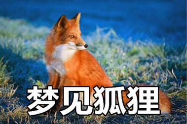 女人梦见狐狸来咬自己预示着什么