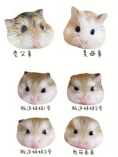 不生几月鼠,这样的鼠最叛逆