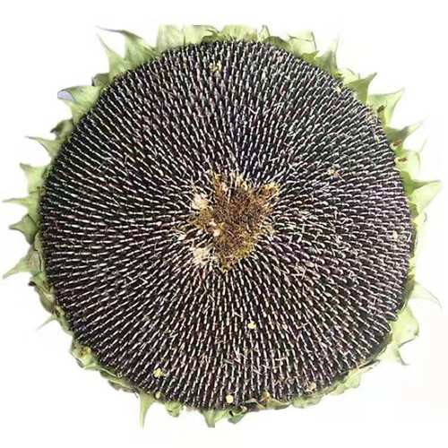 葵花瓜子