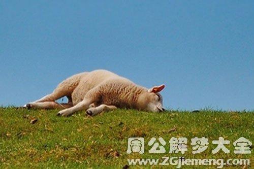梦见绵羊怎么回事