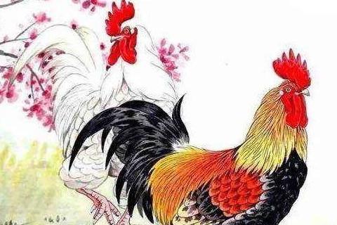 1969属鸡的贵人 属鸡人的命运如何