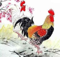 生肖鸡的运气