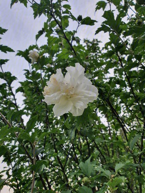 白色木槿花的花语