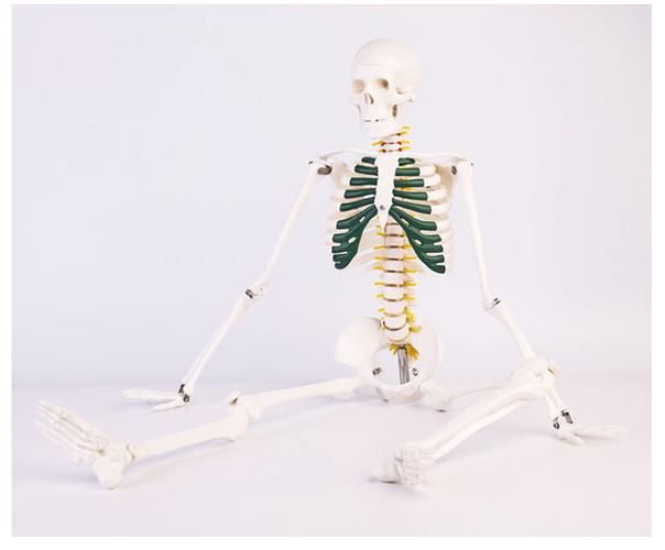 梦见整个死人骨头架子是啥意思
