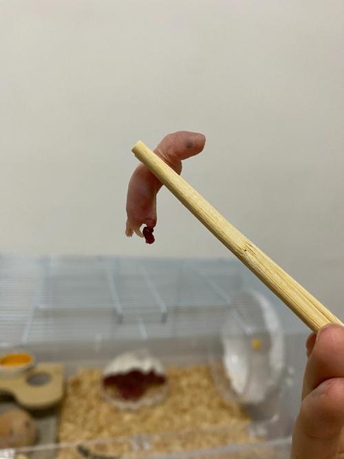 鼠妈妈可以生个龙宝宝吗?哪天出生最好?