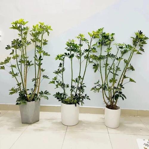 总经理办公室绿植推荐