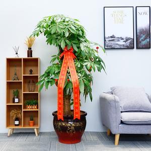 客厅风水 客厅摆什么植物好看又招财