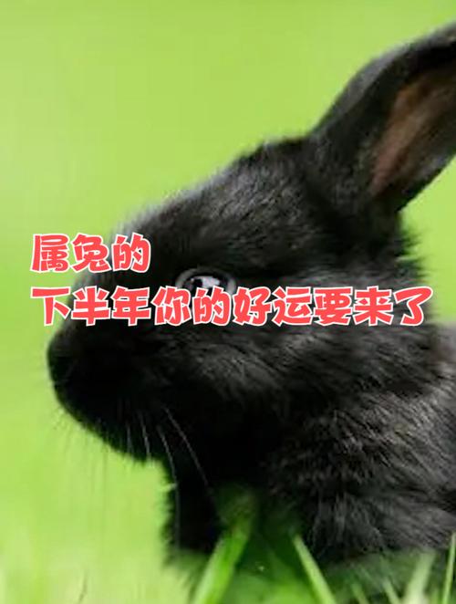 生肖兔下半年会有何好运临门
