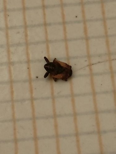 梦见硬壳虫是什么意思