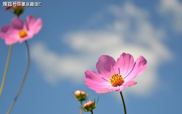 7月中旬,花朵盛开,微风徘徊,3星座浓情蜜意,重燃旧情