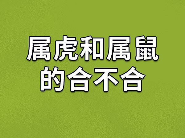 属鼠和属虎合不合