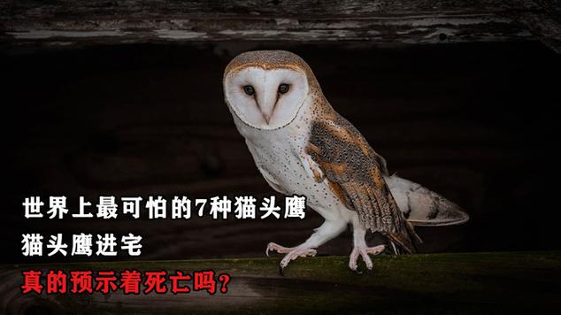 猫头鹰进宅有何预兆吗