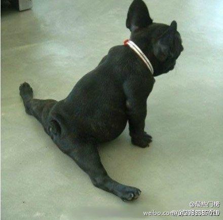 生肖猪劈腿的原因