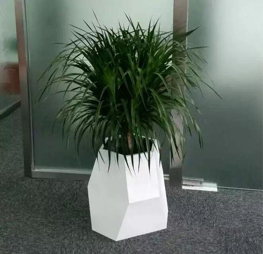 店铺风水摆放龙须树会影响生意吗