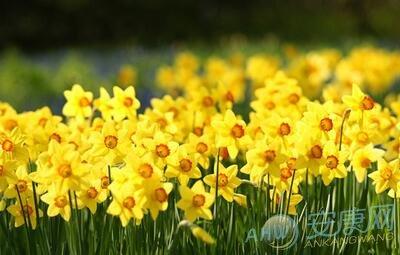 3月8日生日花语:野生黄水仙,3月8日是什么星座?