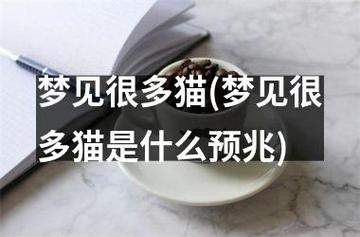 周公解梦男人梦见很多猫