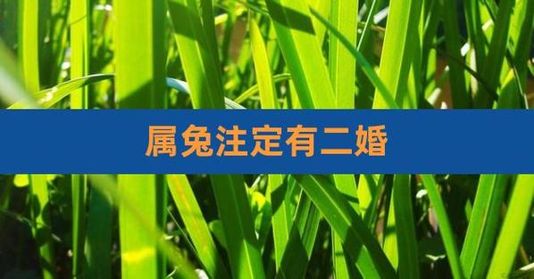 1999每属兔一生有二婚