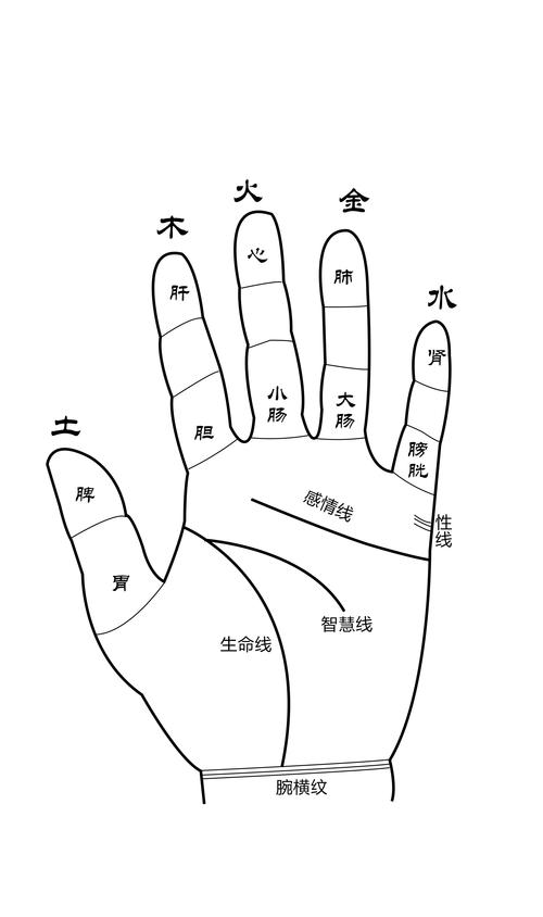 从食指形状知健康