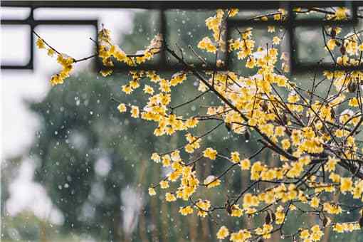 梦见大雪纷飞有什么寓意