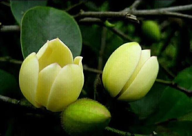 含笑花花语:矜持、含蓄、美丽、庄重