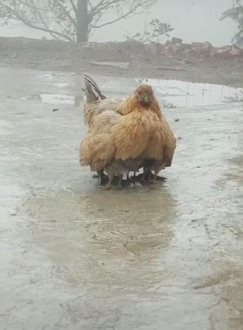 天寒地冻属鸡在家如何取暖