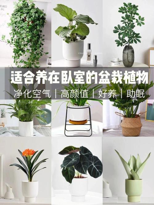 睡房种什么植物好