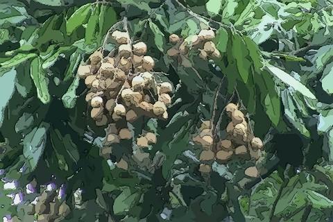 梦见桂圆树是什么意思