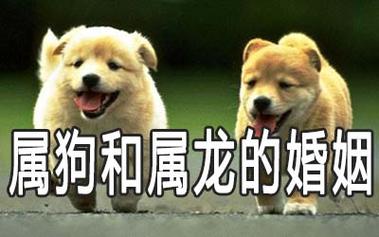肖狗与肖龙感情配