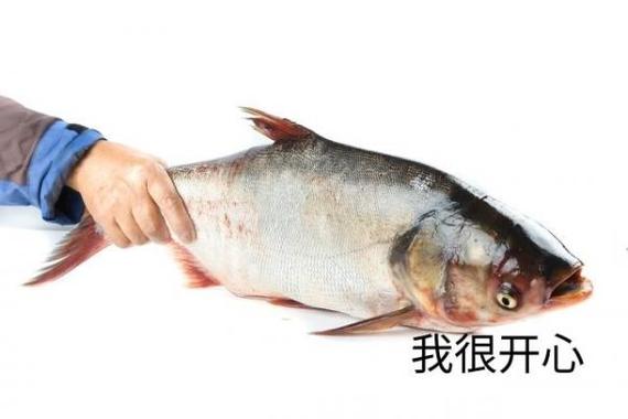 梦见垂死的鱼