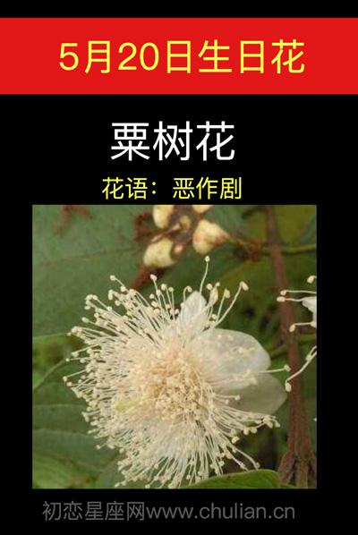 5月20日花语:粟树花,生日花语恶作剧