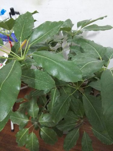 婚姻树黑叶子是不吉利的象征吗