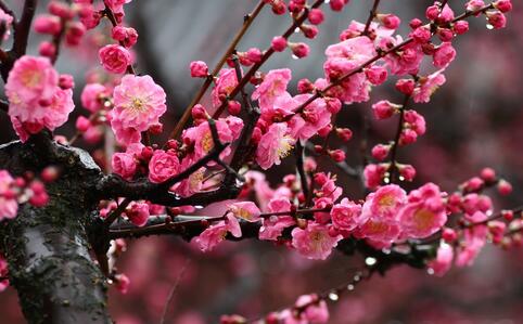 梦见梅花、梦见梅花开寓意是什么?