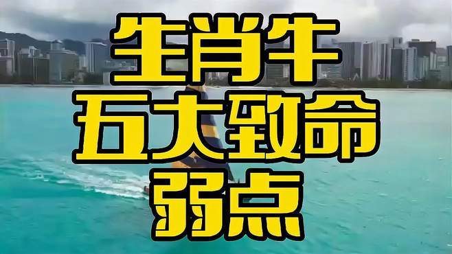 属牛的感情弱点是什么