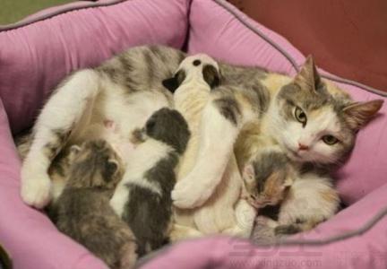 梦见猫下崽 梦见猫下崽预兆什么女生