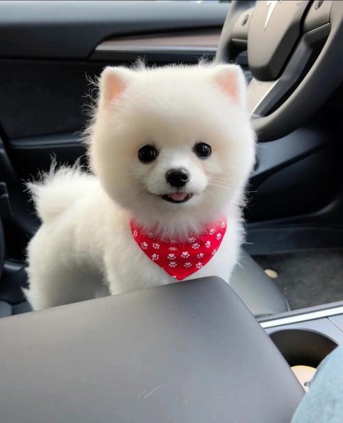 双鱼座喜欢博美犬吗