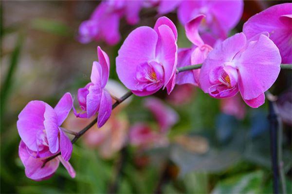 梦见紫色玉兰花