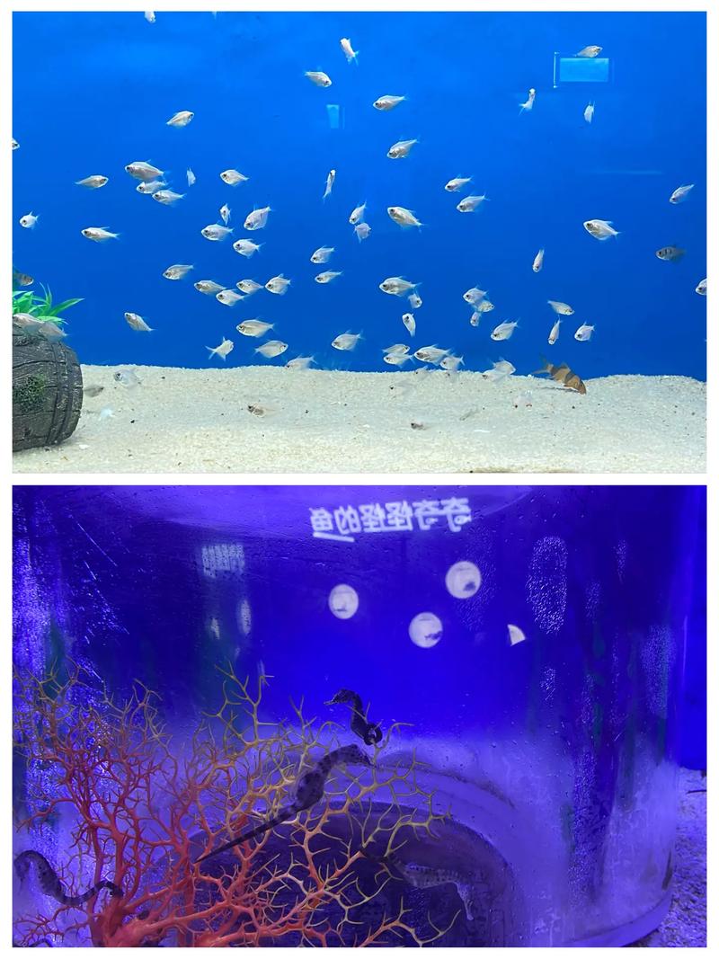 梦见海洋馆有什么征兆?