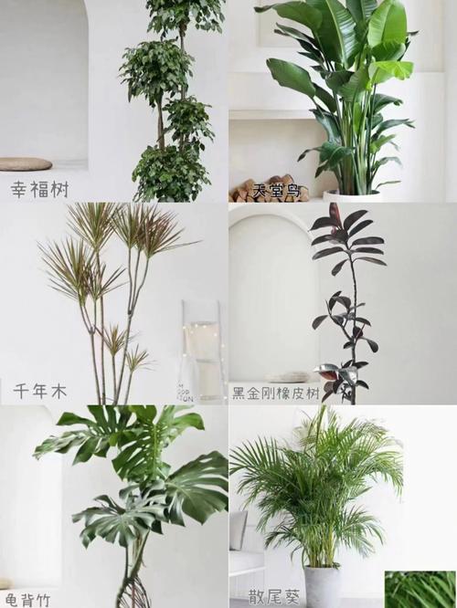 客厅里放了什么植物?