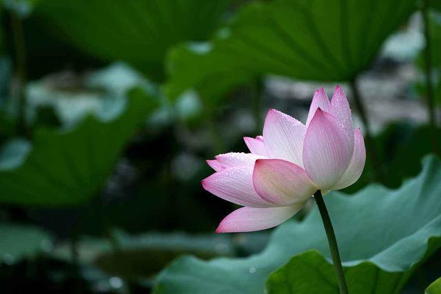 出水芙蓉 这些生肖女的美是浑然天成