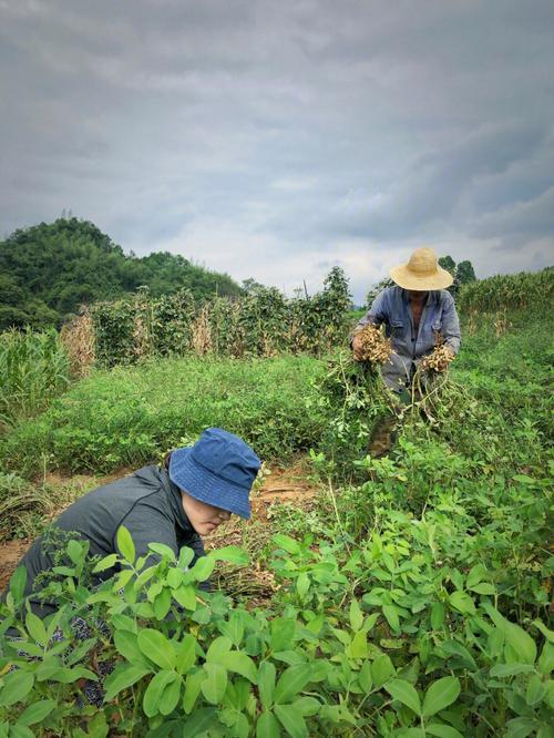 梦见在地里拾花生