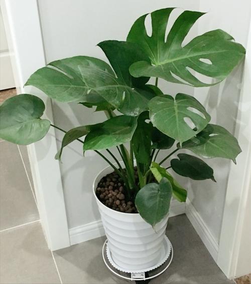 厕所吸臭味的植物都有什么