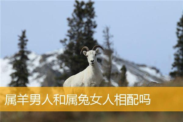 属兔男与属羊女的婚姻怎么样
