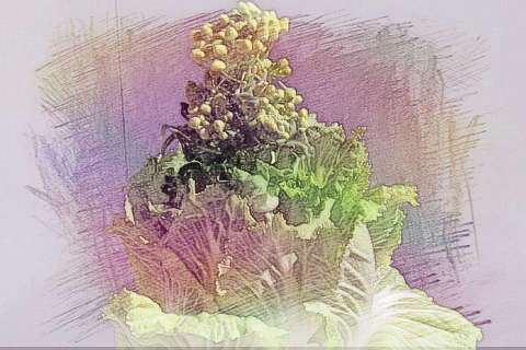 梦见菜花和白菜