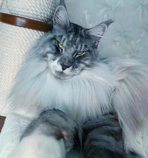 傲慢的宠物猫个性有寓意名字提供无限的可能性
