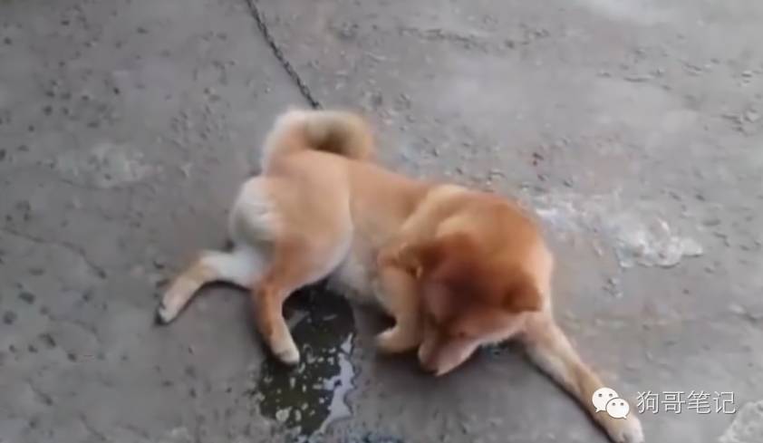 梦见狗在小便