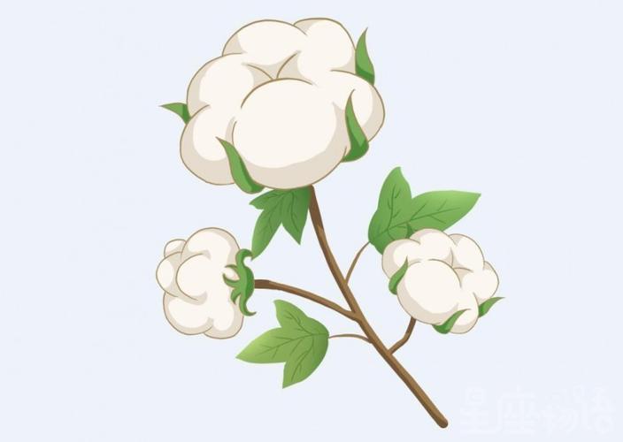 梦见很多棉花