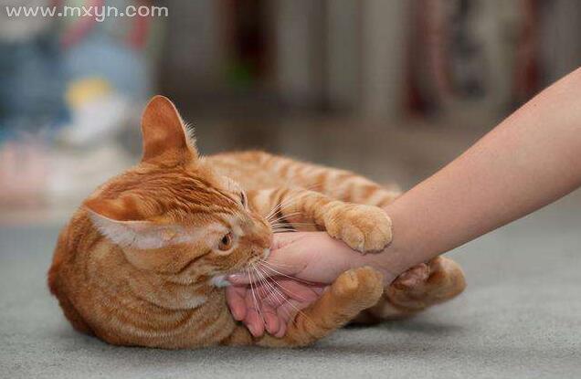 梦见猫抓我猫咬我