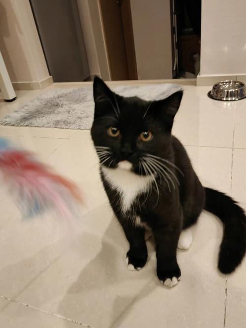 梦见救了一只猫